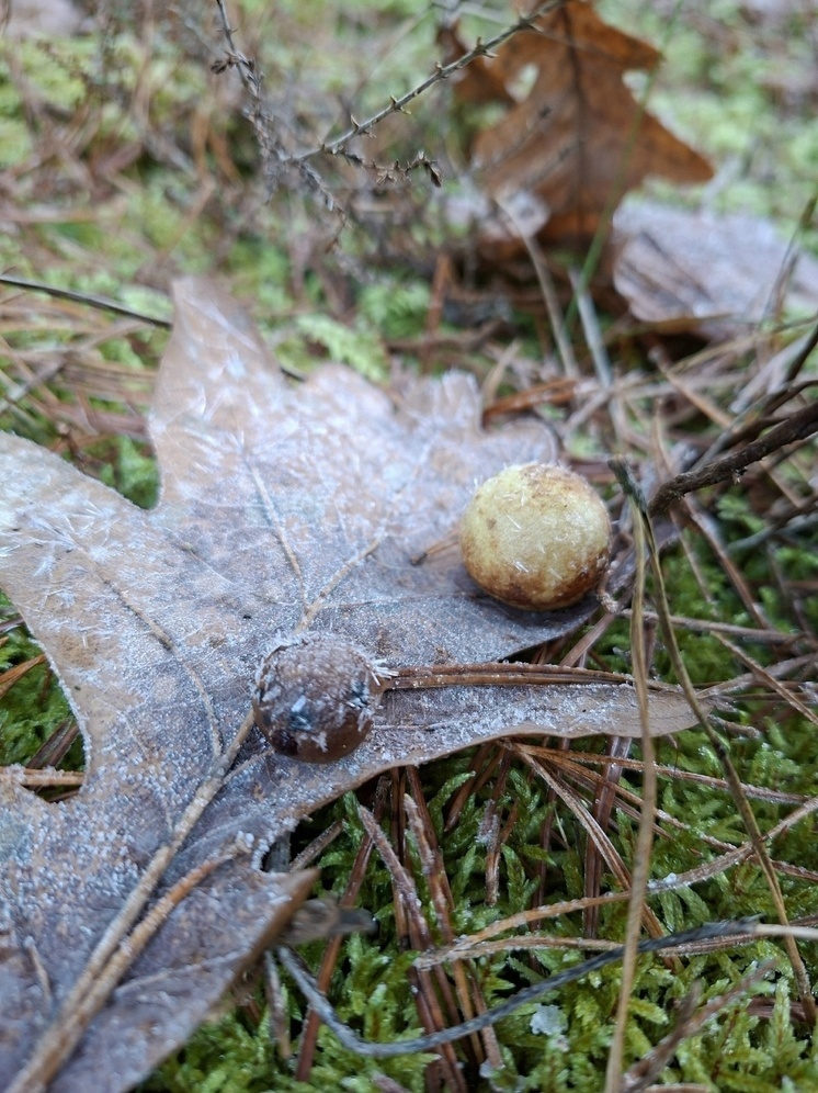 Народные синоптики: как узнавали будущее по погодным приметам 27 декабря