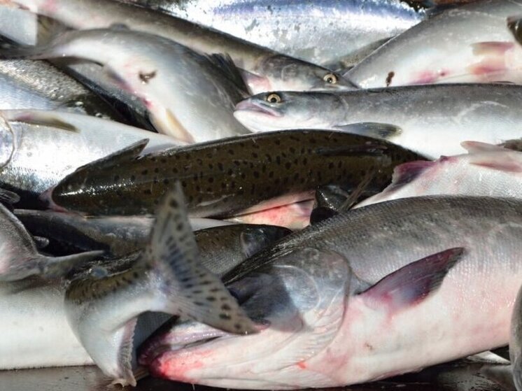 Житель посёлка Ола предстанет перед судом за браконьерский вылов более 200 лососей