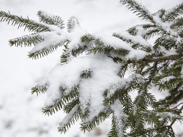 Снежные осадки и морозы до -37°С придут в Томскую область 27 декабря