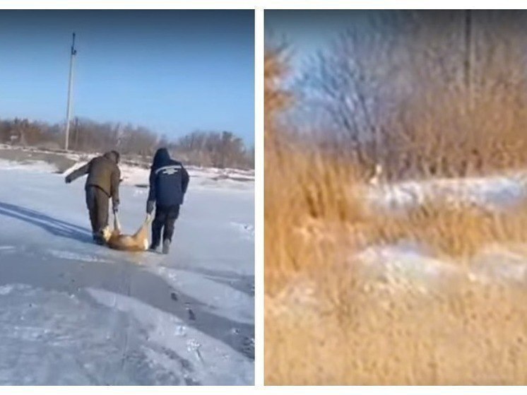 Фельдшер скорой помощи из Карасука награждён за спасение косуль из ледяного плена