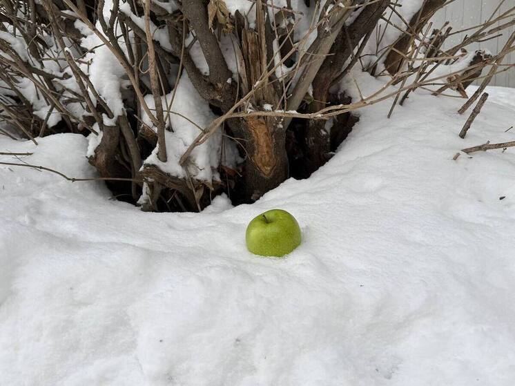 Яблоко с сюрпризом: томич предстанет перед судом за найденные в тайнике наркотики