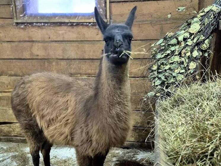 В хабаровском зоосаде приютили ламу: гость прибыл из зоологического центра
