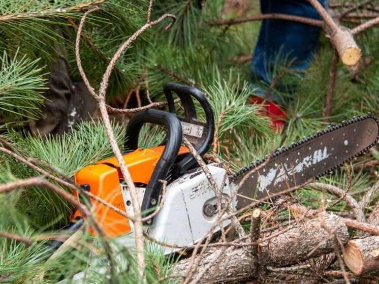 В Бурятии пошел под суд еще один «черный» лесоруб