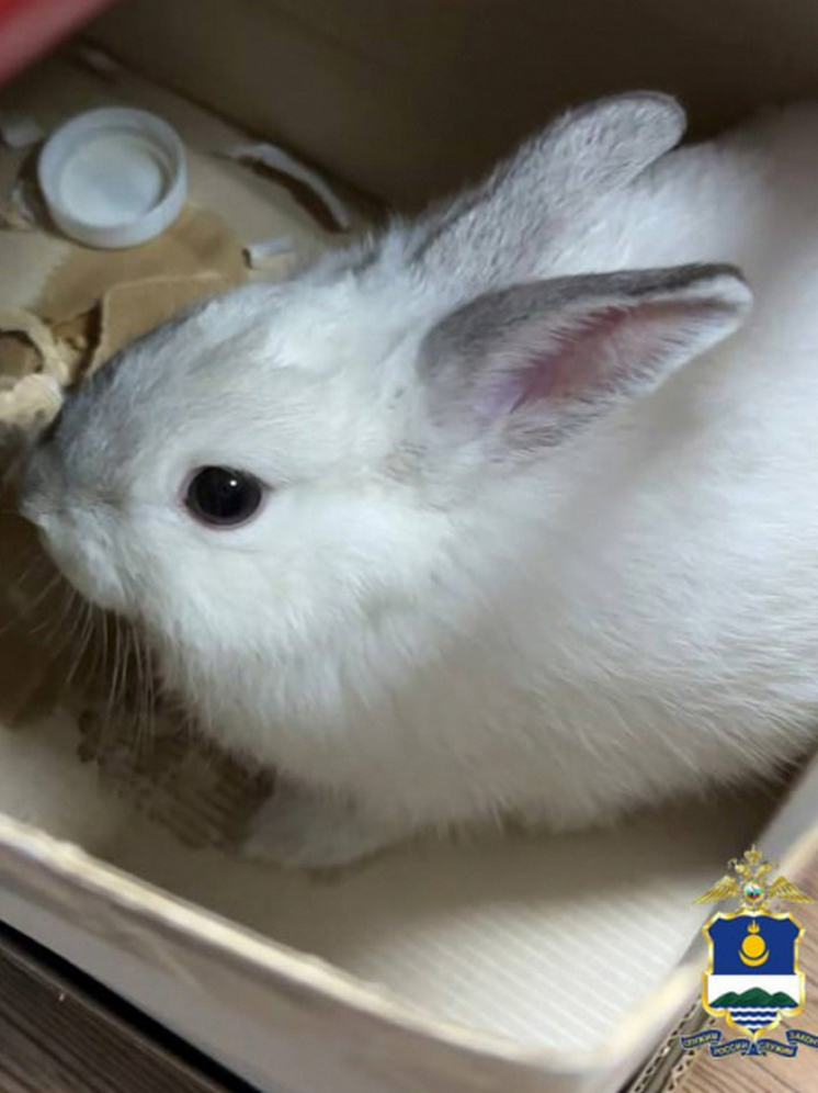 В Улан-Удэ в канун Нового года поймали кроликокрада
