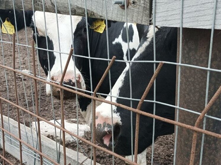 В Гвардейском районе выявили нарушения при содержании скота