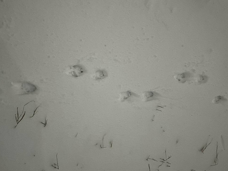 Снег и небольшой мороз ожидаются сегодня в Воронеже