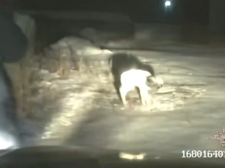 Полицейские в Шушенском районе спасли на морозе заблудившегося новорождённого телёнка