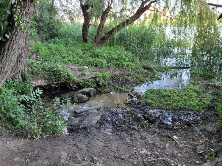 Власти Ростова исключили возможность неприживаемости новых деревьев в парке «Дружба»