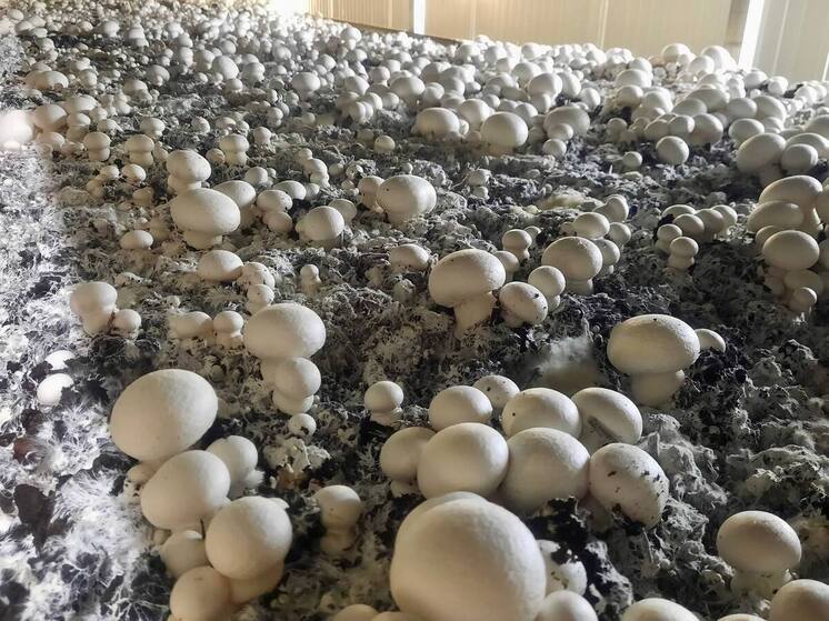 Восьмиклассники из Пикалево побывали в царстве шампиньонов