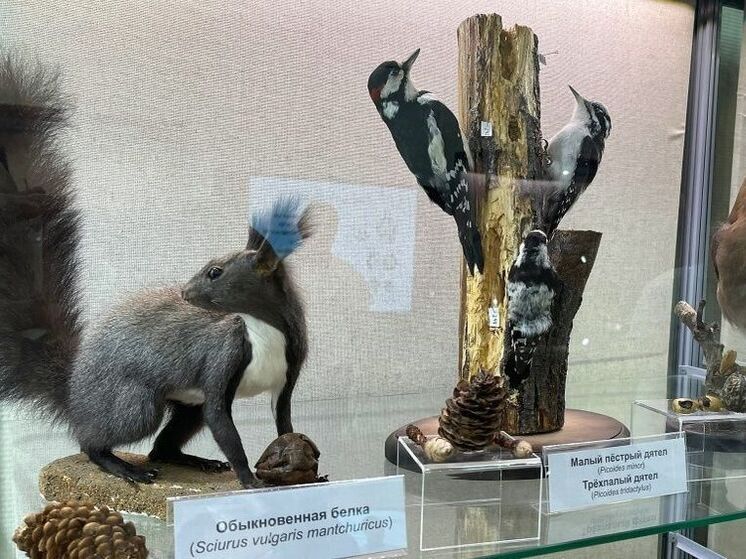 Юные кировчане стали следопытами на новой выставке в зоомузее