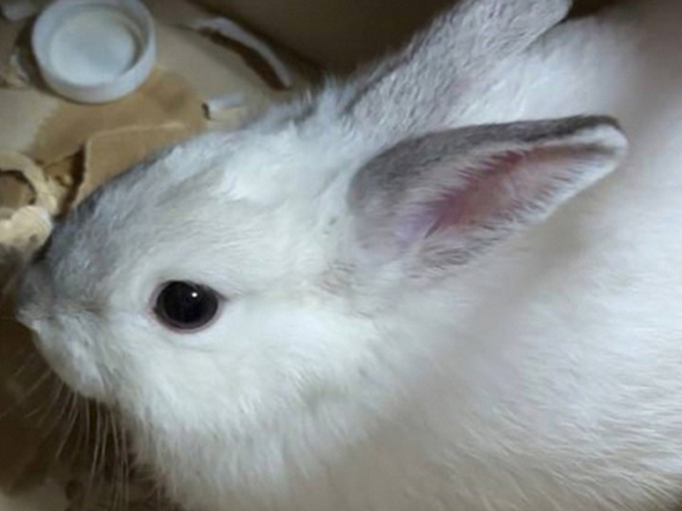 Россиянин с любовницей ограбил зоомагазин, чтобы порадовать беременную жену