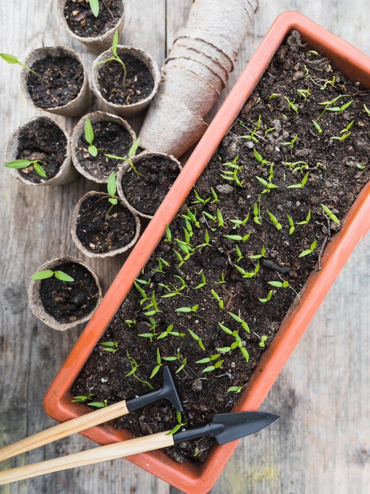 Январь 2026: Лунный календарь тамбовского садовода. Когда сеять томаты, а когда — зелень на подоконнике