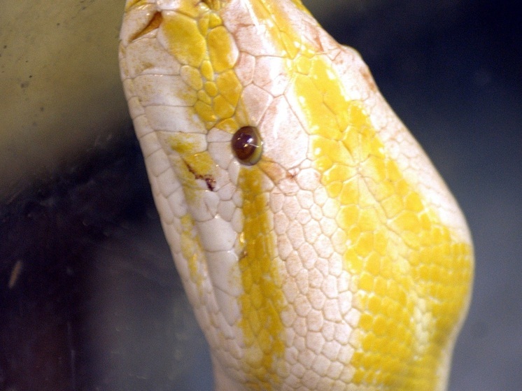 Малазиец повстречался с крупным питоном под крышкой унитаза