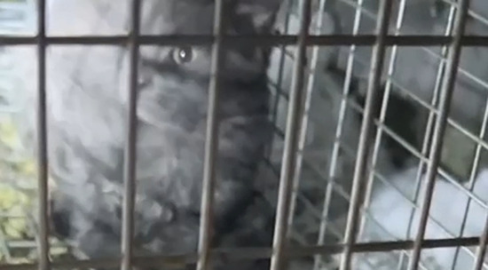 Спасение кота-хулигана 