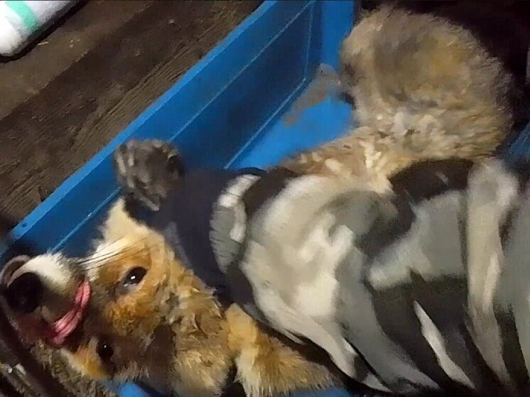 Уфимца покусала бешеная лиса