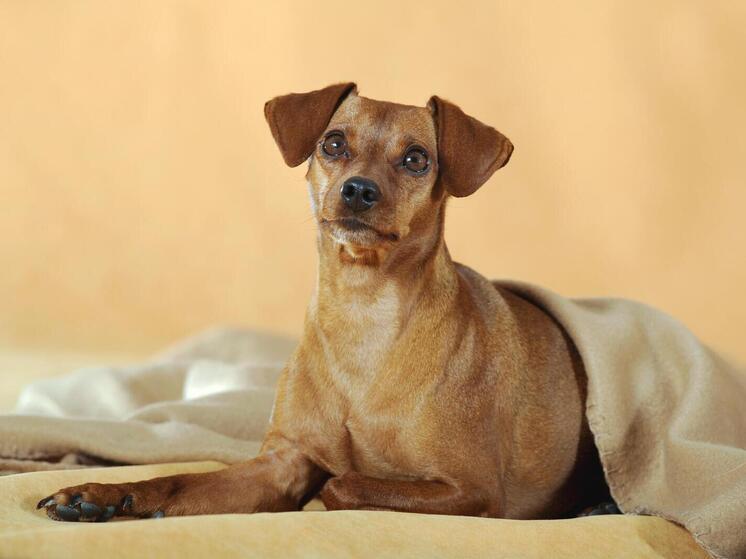 Хозяйка 40 собак бесследно исчезла в начале декабря