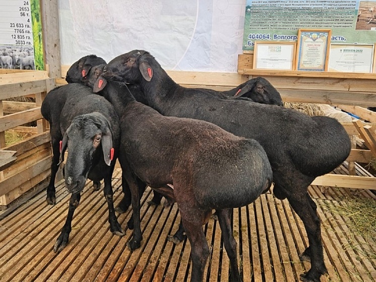 Россияне все большее предпочтение отдают качественной отечественной мясной продукции