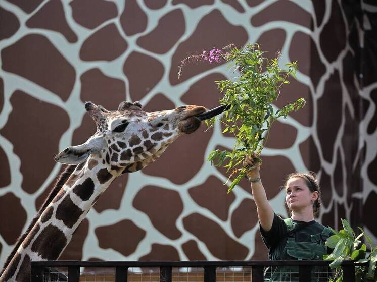 Отдел «Копытные и мелкие» в Ленинградском зоопарке отметился четкой работой