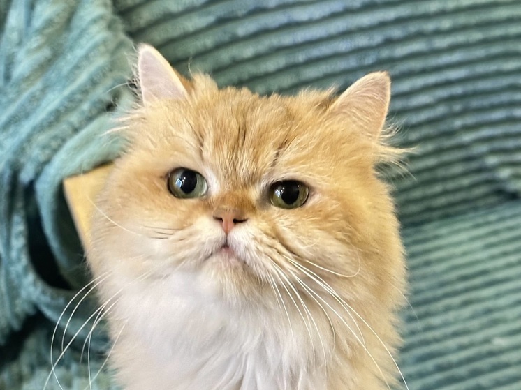 В НАО отметили уникальность неровностей на носу кошки