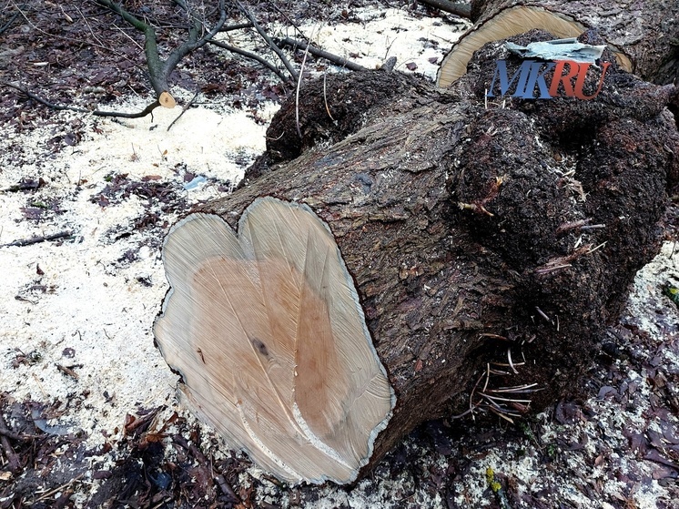 Черные лесорубы нанесли урон Калужской области на 18 млн рублей