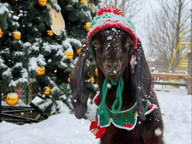 В парке альпак под Воронежем поселился козлик Федя