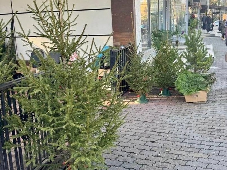 Полиция Сочи пресекает незаконную торговлю ёлками