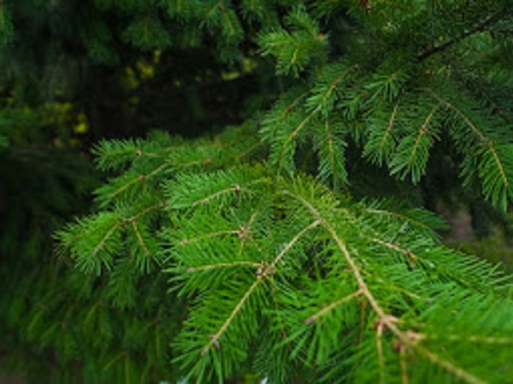  Волгоградцам объяснили, как правильно выбрать живую ель