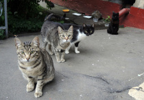 В Шатуре юные герои спасли кошек, которых выбрасывали из окна пятого этажа, и собрали доказательства вины их хозяина для правоохранительных органов