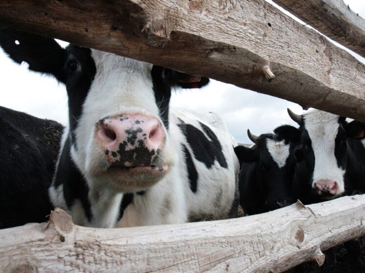 Дело о сбитой в Хакасии корове дошло до Кассационного суда