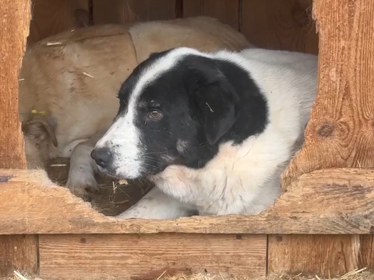 Во Владикавказе ищут дом Шарик, Цуца и другие собаки из приюта