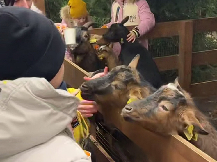 Дети из Енакиево провели яркие предновогодние дни в Ленобласти