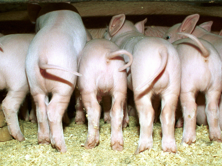 Бразилец провел Рождество в свинарнике, скрываясь от семьи