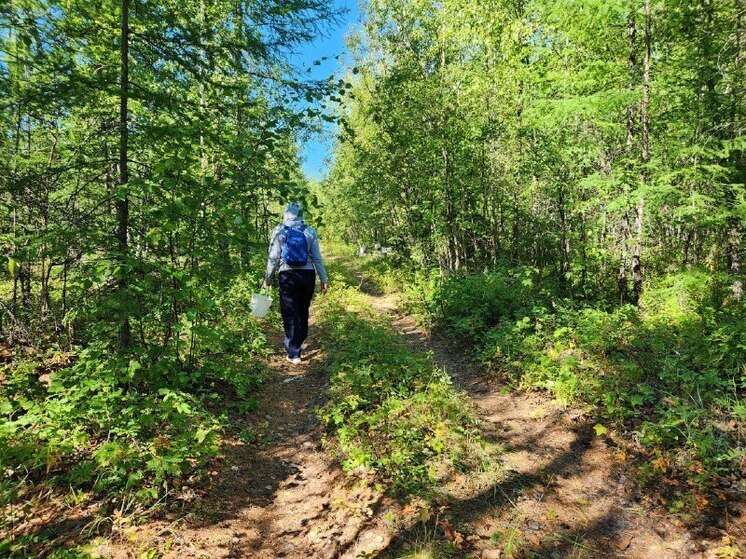 Якутия возглавила рейтинг лесовосстановления России, но Рослесхоз ужесточает проверки