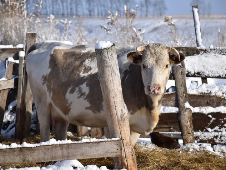 В одном из районов Республики Алтай ввели карантин по пастереллезу