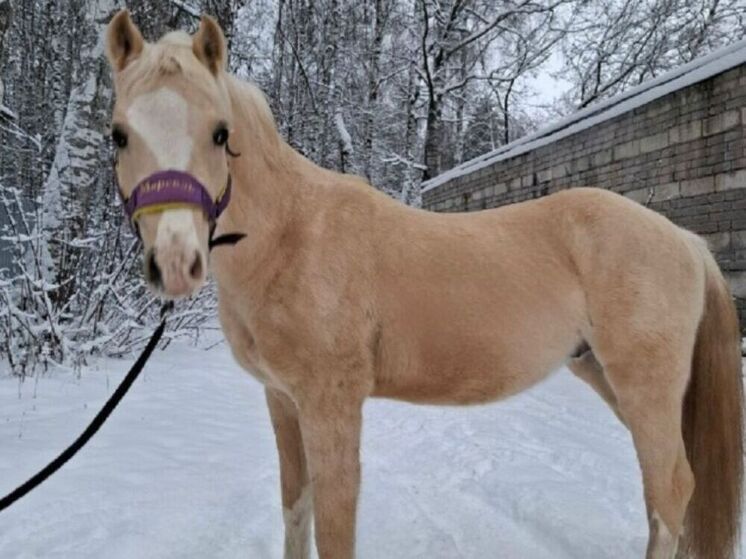 Костромское пополнение: в конюшне спортивной школы с ипподромом появился двухлетний пони уэльской породы