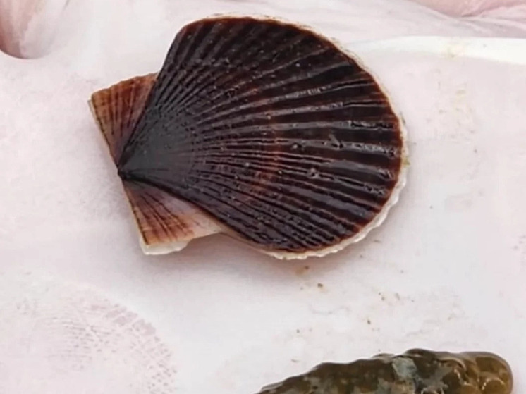 56 миллионов особей молоди выпустили в море на Сахалине