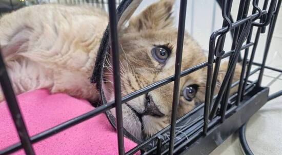 Львенка со сломанными лапами забрали из квартиры в Москве