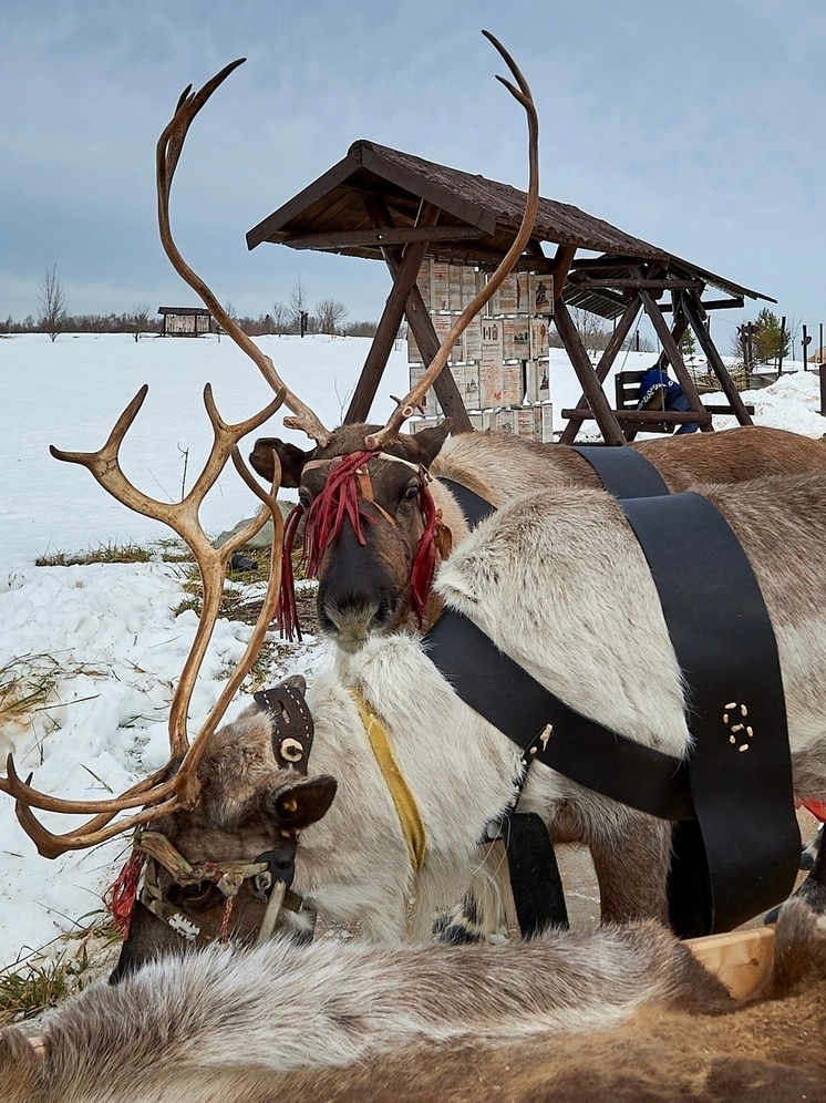 К Новому году в Калужскую область привезли северных оленей