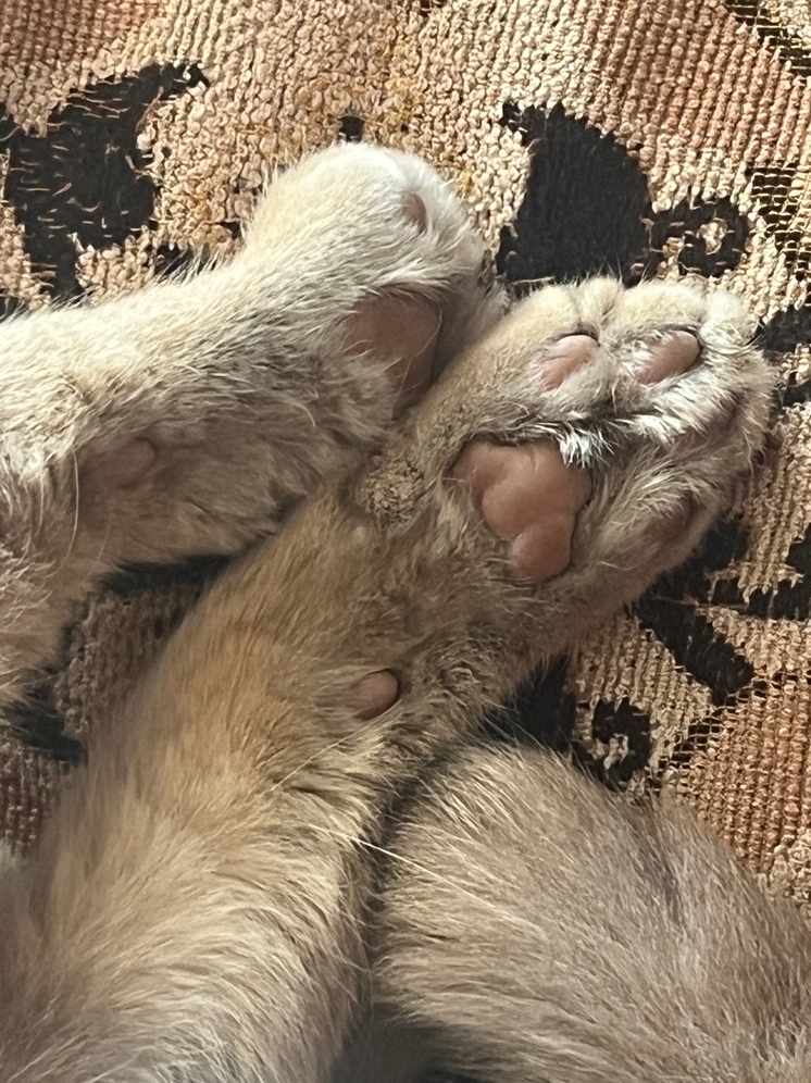 Ливенские студенты реализовали благотворительный проект «Первые с заботой»