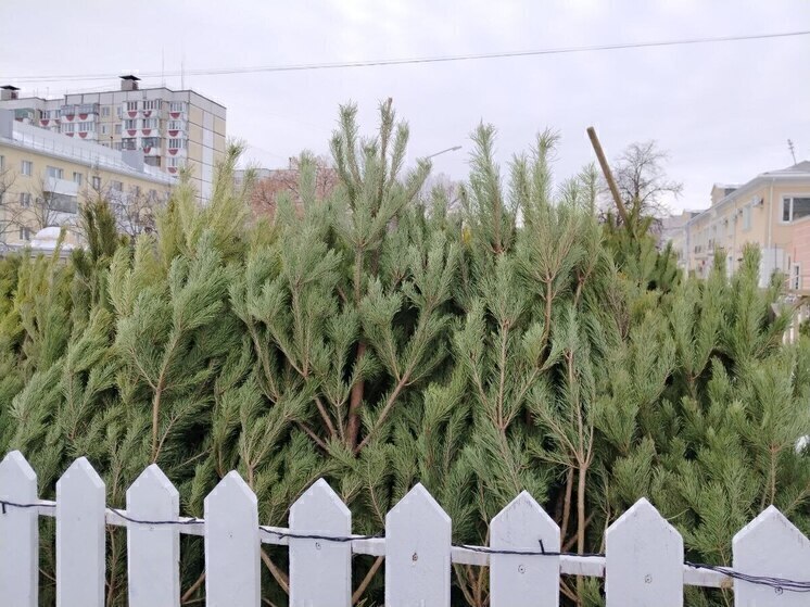Белгородцам рассказали о правилах утилизации елок и сосен