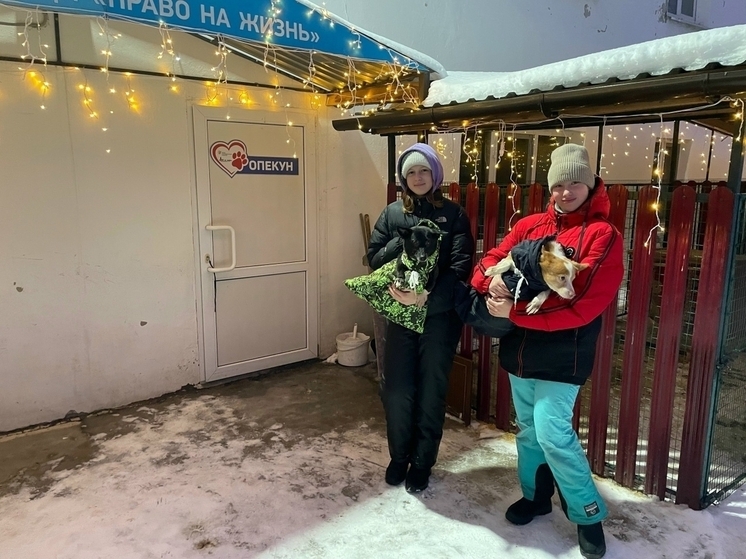 Активисты Движения Первых в Котласе помогли приюту