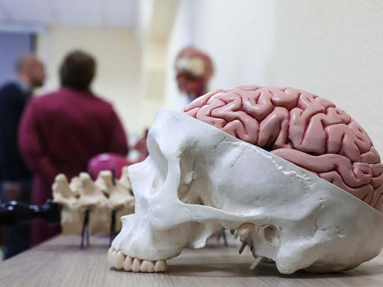 PNAS: Мужской мозг в среднем стареет быстрее, чем женский