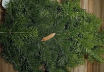 Жители Алтайского края для новогодних праздников чаще всего выбирают живые елки. Кандидат биологических наук и ботаник Алтайского госуниверситета Сергей Смирнов поделился секретами, как правильно выбрать дерево и продлить его жизнь в домашних условиях.