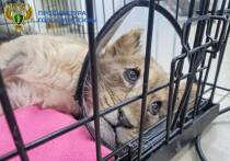 Выяснились некоторые детали о судьбе детеныша льва, которого на днях забрали волонтеры у столичного блогера