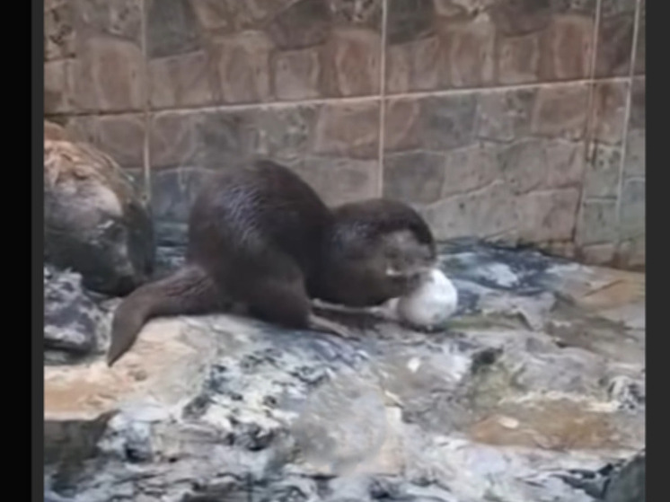 В Белгородском зоопарке устроили снежный квест для выдр