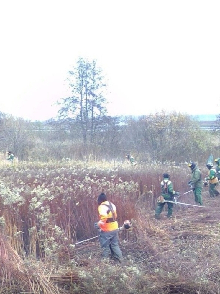 В Калининграде начали ускоренно косить пустыри