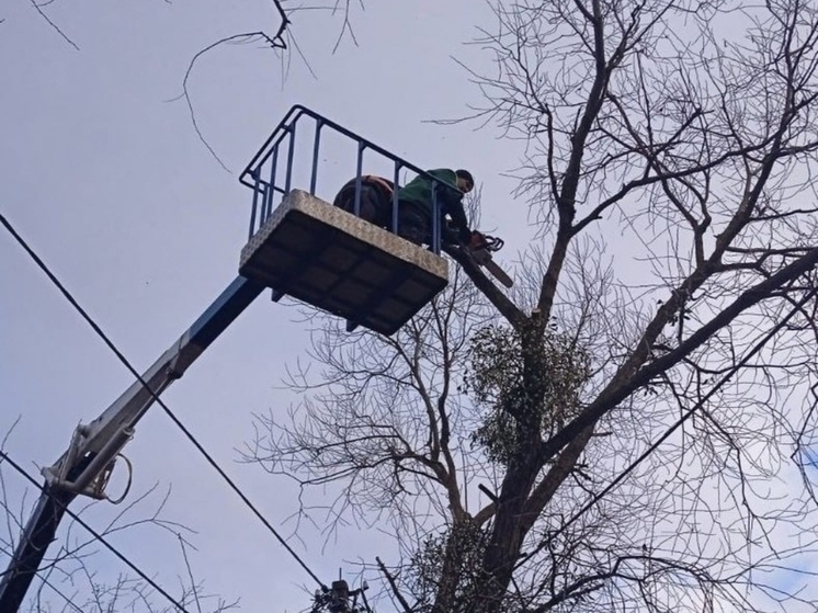 В Калининграде обрезали почти сотню деревьев