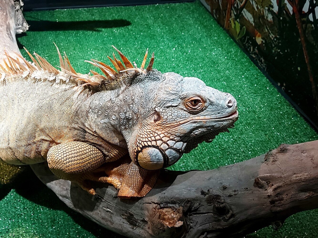 Вечные тропики: абаканский зоопарк показал неспешную жизнь обитателей террариума