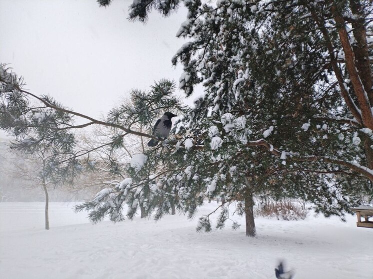 В начале недели в Новгородской области пройдет умеренный снегопад