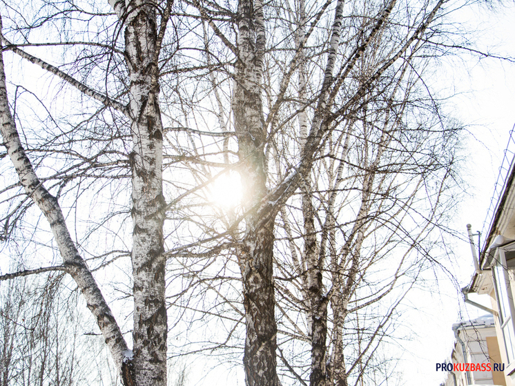 Кузбасс ожидает неделя без снегопадов